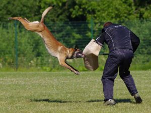 Attaque de chien EVG Prague avec EVG d'Enfer